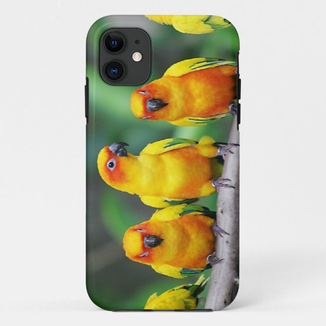 Capa Para iPhone 11 Sun Conures (Verso)