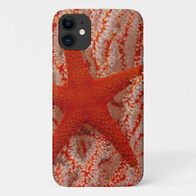 Capa Para iPhone 11 Tailândia, Sea Star Aka Starfish (Verso)