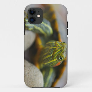 Capa Para iPhone 11 Tartaruga orelhuda vermelha do slider em rochas do