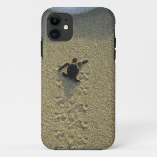 Capa Para iPhone 11 Tartaruga Verde, (Chelonia mydas), filhote