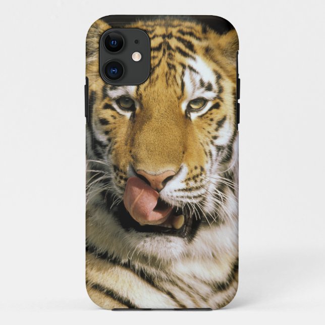 Capa Para iPhone 11 Tigre Zoológico de Michigan (Verso)