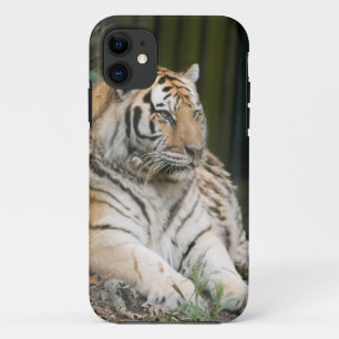 Capa Para iPhone 11 Tigresa Siberiana