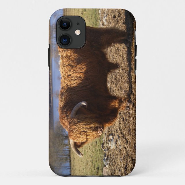 Capa Para iPhone 11 Touro de Gado das Terras Altas, Escócia (Verso)