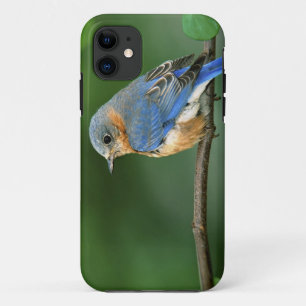 Capa Para iPhone 11 Toutinegra-azul-fêmea, Sialia sialis