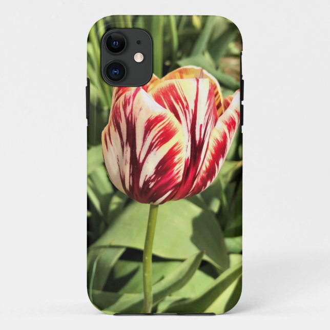 Capa Para iPhone 11 Tulipa vermelha e branca (Verso)