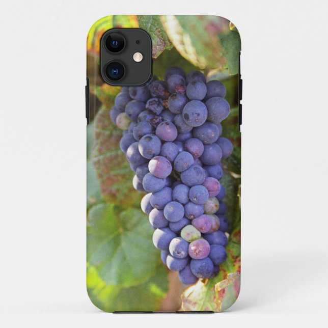 Capa Para iPhone 11 Um monte de uvas Pinot Noir em um Chambertin (Verso)