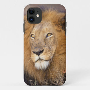 Capa Para iPhone 11 Um retrato de um Leão olhando à distância