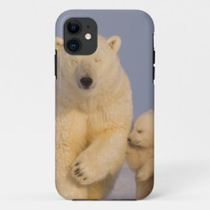 Capa Para iPhone 11 urso polar, Ursus maritimus, fêmea com filhotes re