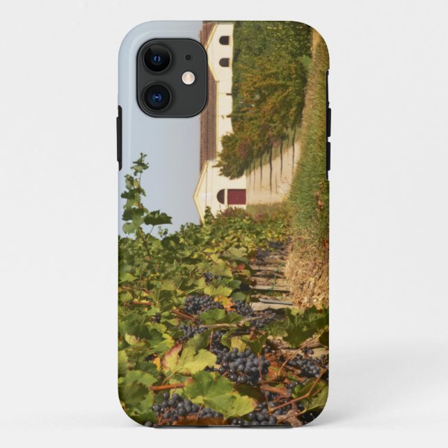 Capa Para iPhone 11 Vinhas, videiras petit verdot e a adega ao (Verso)