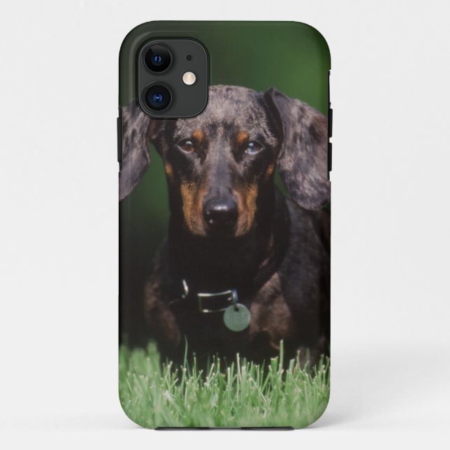 Capa Para iPhone 11 Vista de Dachshund de cor malhada (Verso)