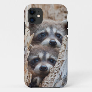 Capa Para iPhone 11 Wyoming, Condado de Lincoln, Guaxinim