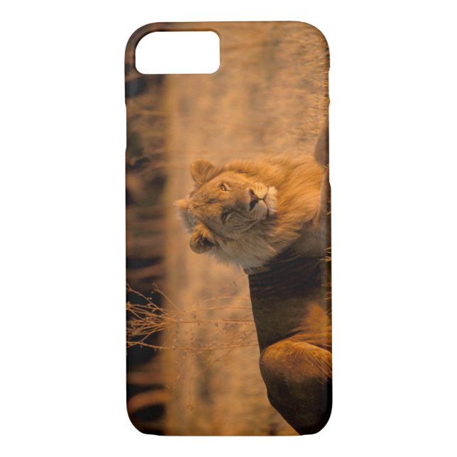 Capa Para iPhone, Case-Mate África, Botsuana, Delta do Okavango. Leão (Panther (Verso)