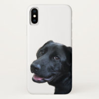 Amor de Labrador
