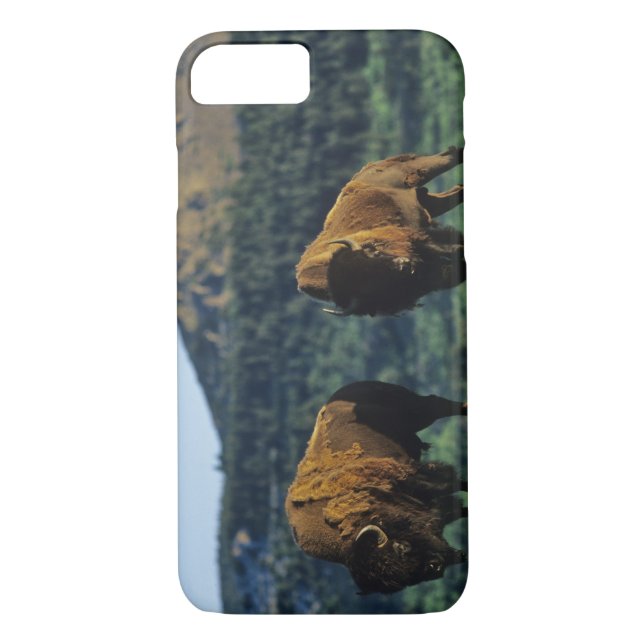 Capa Para iPhone, Case-Mate Bison Bulls no Parque Nacional dos Lagos de Watert (Verso)