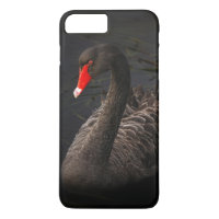 Bonito Swan Negro com Bright Beak Vermelho