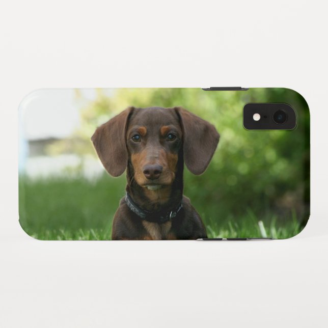 Capa Para iPhone, Case-Mate Brown Dachshund Puppy (Verso (Horizontal))