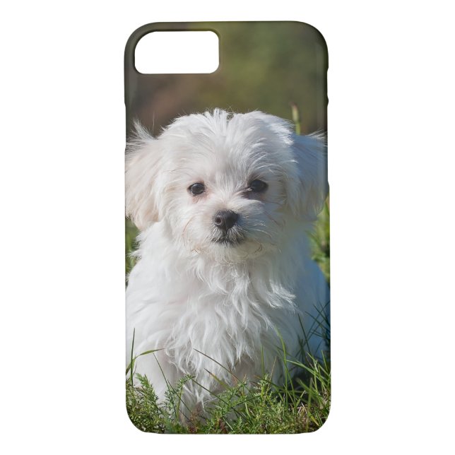 Capa Para iPhone, Case-Mate Cachorro branco branco liso Maltês Cachorro (Verso)