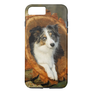 Capa Para iPhone Da Case-Mate Cão azul de border collie Merle, pilha Phonecase