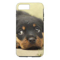 Cão de filhote de cachorro de Rottweiler curioso