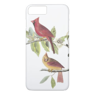Capa Para iPhone Da Case-Mate Cardeal de norte por Audubon