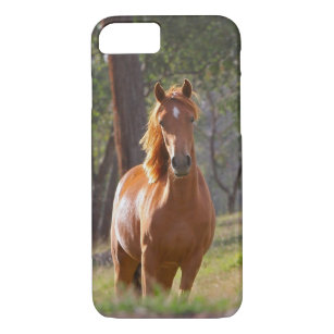 Capa Para iPhone Da Case-Mate Cavalo nas madeiras