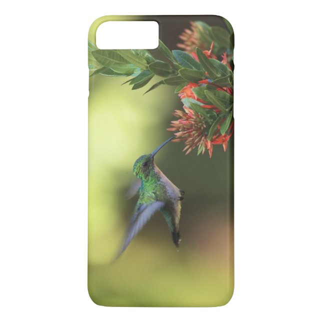 Capa Para iPhone, Case-Mate Colibri (Verso)