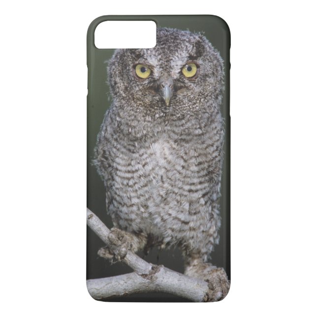 Capa Para iPhone, Case-Mate Coruja-pequena, Megascops asio, Otus 2 (Verso)