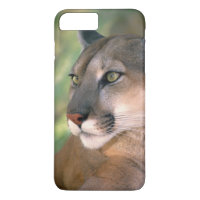 Cougar, Califórnia