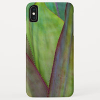 Detalhe da Planta Agave