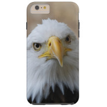 Eagle_2015_0201