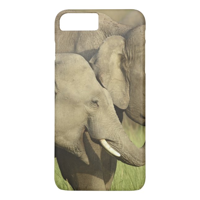 Capa Para iPhone, Case-Mate Elefantes asiáticos indianos (Verso)