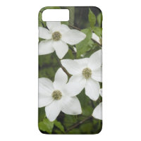 EUA, Washington, Pacific Dogwood, Cornus