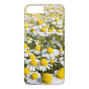 Capa Para iPhone Da Case-Mate Flor de camomila close-up, Hungria