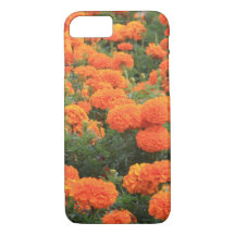 Foto Floral do bonito Orange Marigolds