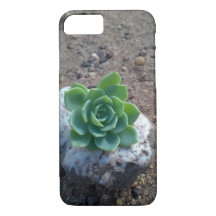 foto verde do echeveria do succulent