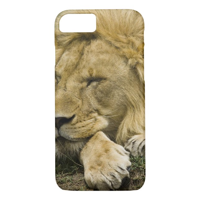 Capa Para iPhone, Case-Mate Leão Africano, Panthera leo, adormecido (Verso)