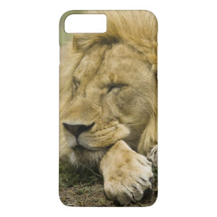 Capa iPhone 8 Plus/7 Plus Leão Africano, Panthera leo, adormecido