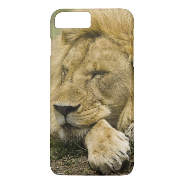 Capa Para iPhone, Case-Mate Leão Africano, Panthera leo, adormecido (Verso)