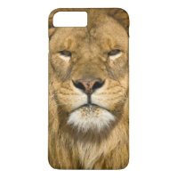 Leão de Barbaria Africano, Panthera leo leo, um do