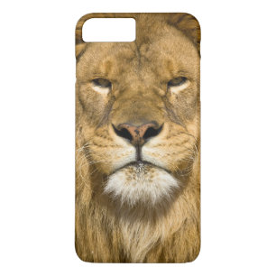 Capa iPhone 8 Plus/7 Plus Leão de Barbaria Africano, Panthera leo leo, um do