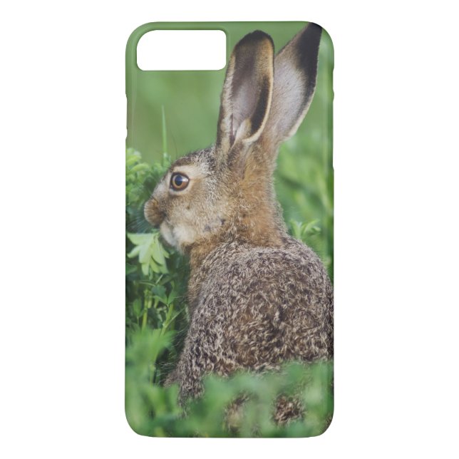 Capa Para iPhone, Case-Mate Lebre-marrom, Lepus europaeus, jovem comendo, (Verso)