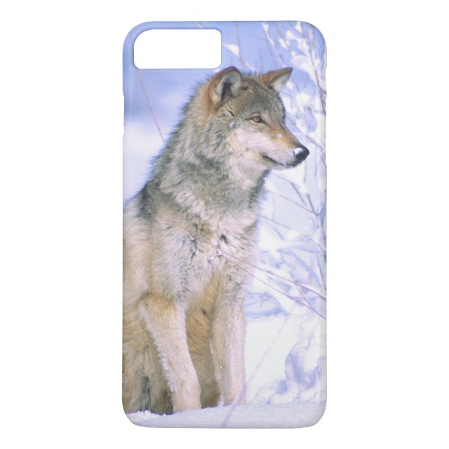 Capa Para iPhone, Case-Mate Lobo Cinzento sentado na Neve, Canis lupus, (Verso)