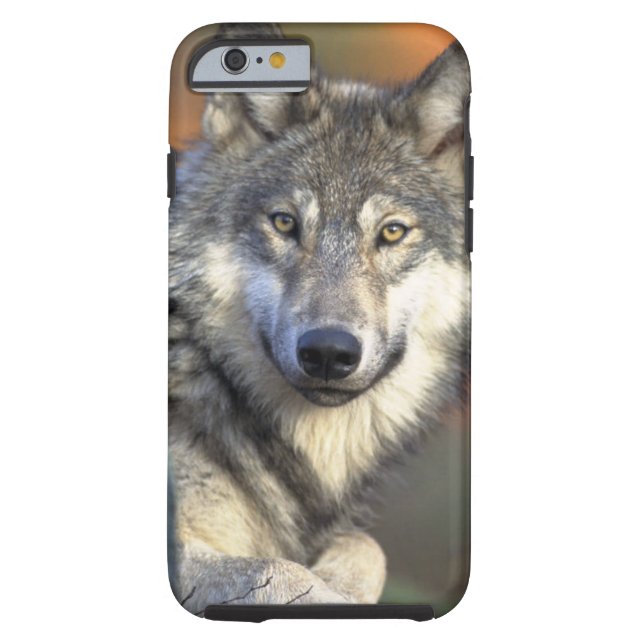 Capa Para iPhone, Case-Mate Lobos (Verso)