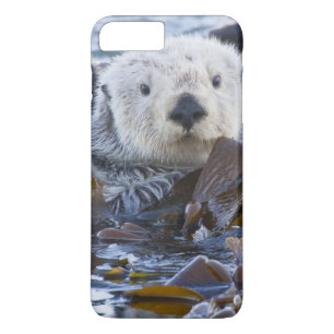 Capa iPhone 8 Plus/7 Plus Lontra marinha envolta em kelp