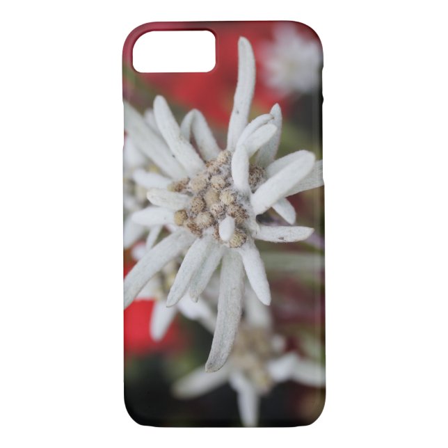Capa Para iPhone, Case-Mate Lovely Edelweiss Leontopodium nivale (Verso)