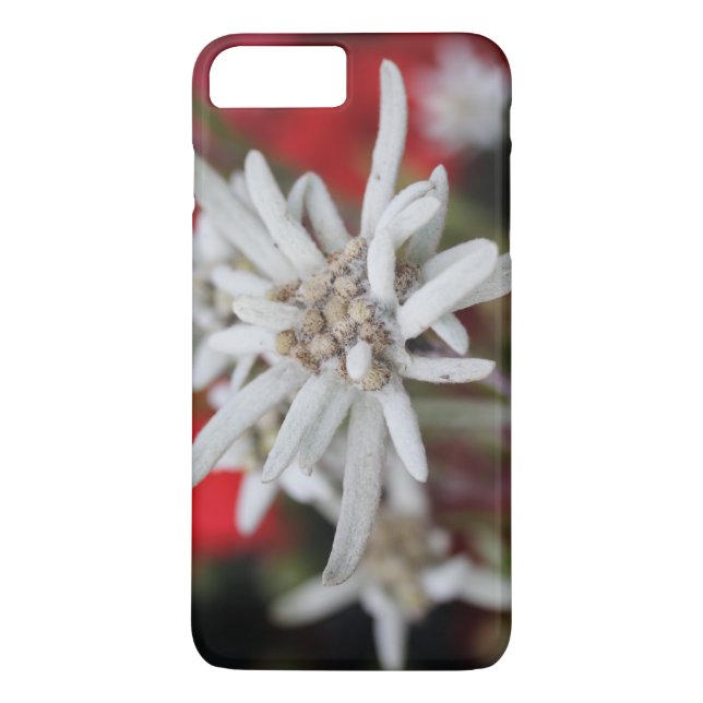 Capa Para iPhone, Case-Mate Lovely Edelweiss Leontopodium nivale (Verso)