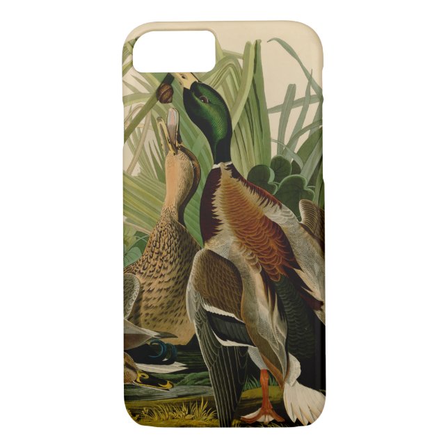 Capa Para iPhone, Case-Mate Mallard Duck - Pincel de Ave Audubon (Verso)