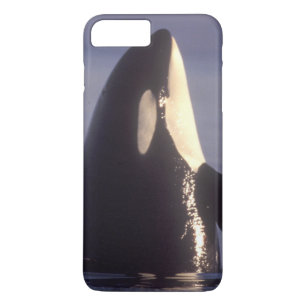 Capa Para iPhone Da Case-Mate Orca (Orca orcinus) espiando perto