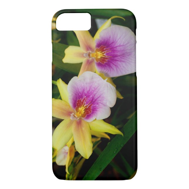 Capa Para iPhone, Case-Mate Orquídeas Púrpura Amarelas Miltonia Sunset (Verso)