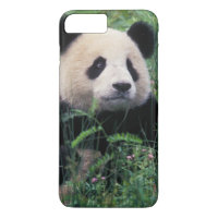 Panda gigante na grama, Vale de Wolong, Sichuan
